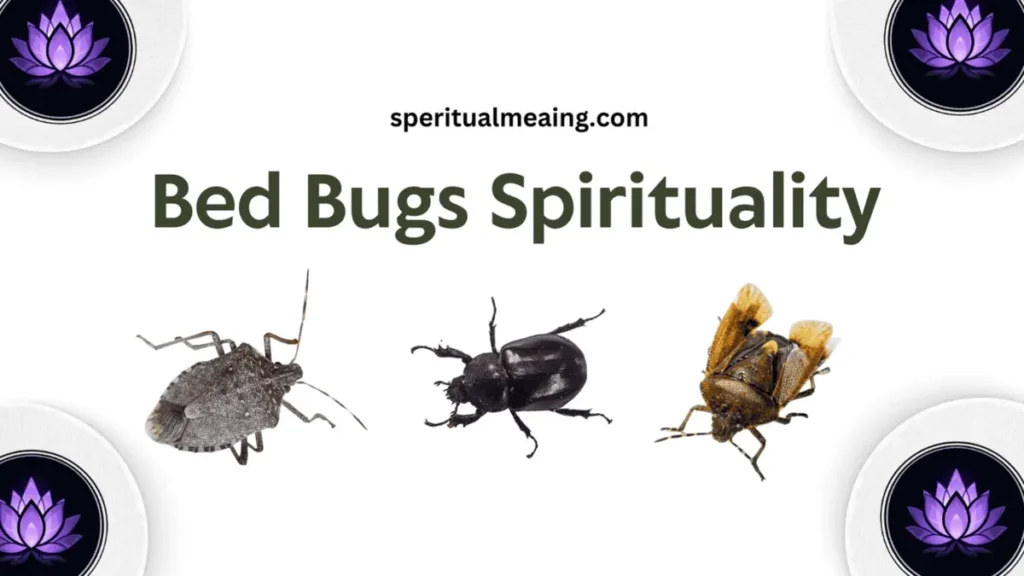 Bed Bugs Spiritual Meaning