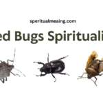 Bed Bugs Spiritual Meaning