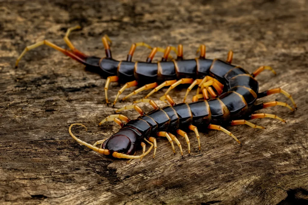 centipede spiritual meaning