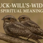 Chuck-will’s-widow Spiritual Meaning (Bible, Love & Call)