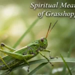 Spiritual Meaning of Grasshopper