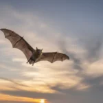 Spiritual Meanings of a Bat